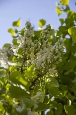 SYRINGA vulgaris 'Madame Lemoine' - image 3