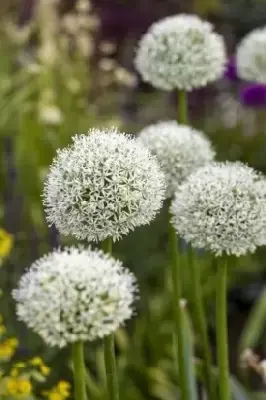 ALLIUM stipitatum 'Mount Everest' - image 4