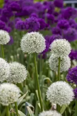 ALLIUM stipitatum 'Mount Everest' - image 5