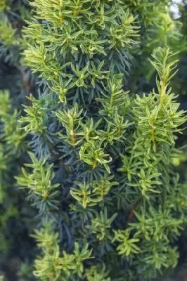 TAXUS baccata 'David' - image 2