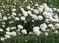 ARMERIA maritima 'Alba' - image 2