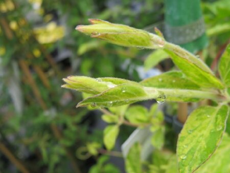LONICERA japonica 'Mint Crisp' - image 2