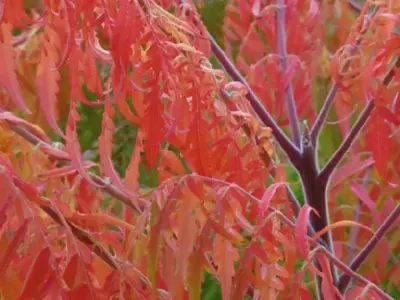 RHUS typhina 'Tiger Eyes' - image 2