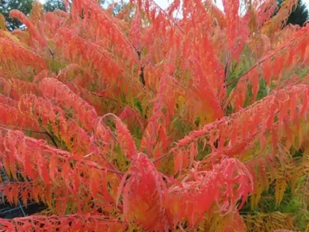 RHUS typhina 'Tiger Eyes' - image 3