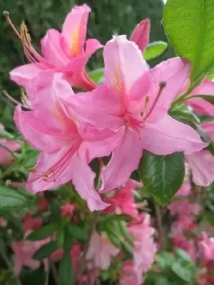 AZALEA 'Jolie Madame' - image 3