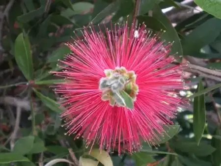 CALLISTEMON rugulosus - image 2