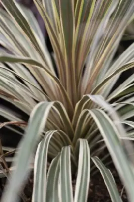 CORDYLINE australis 'Torbay Dazzler' - image 2