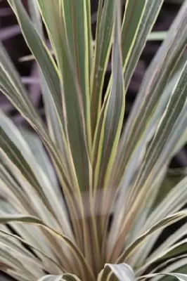 CORDYLINE australis 'Torbay Dazzler' - image 3