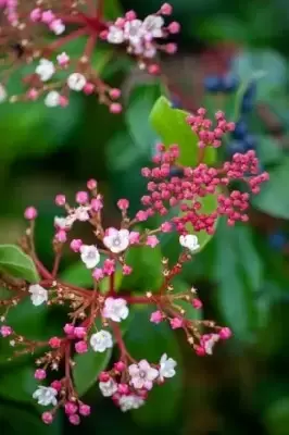 VIBURNUM tinus 'Gwenllian' - image 2