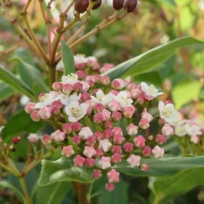 VIBURNUM tinus 'Gwenllian' - image 3