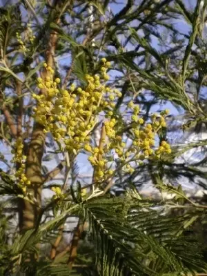 ACACIA dealbata - image 2