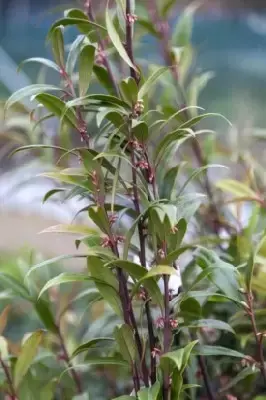 SARCOCOCCA hookeriana digyna 'Purple Stem' - image 2