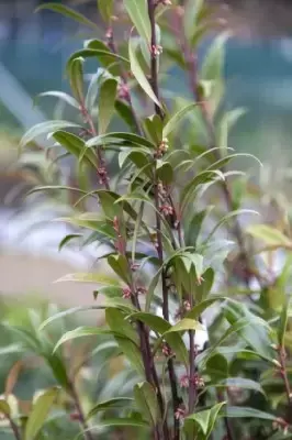 SARCOCOCCA hookeriana digyna 'Purple Stem' - image 3