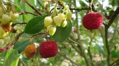 ARBUTUS unedo - image 2