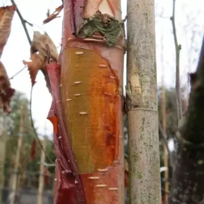 BETULA albosinensis 'Fascination' - image 3