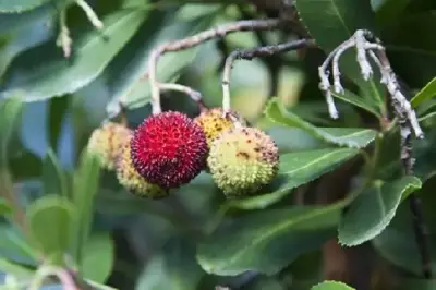 ARBUTUS unedo - image 1