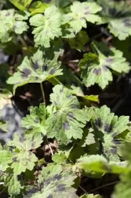 GERANIUM phaeum 'Samobor' - image 2