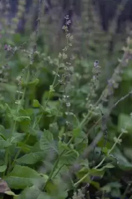 SALVIA x sylvestris 'Mainacht' - image 2