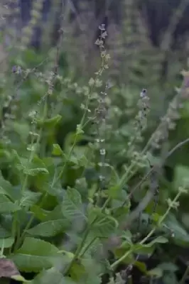 SALVIA x sylvestris 'Mainacht' - image 4