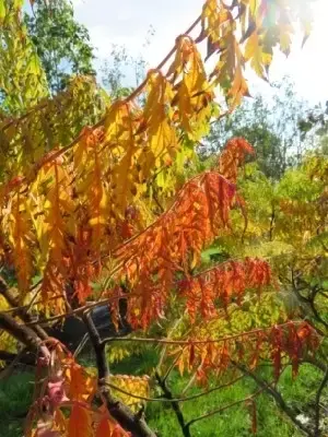 RHUS typhina 'Dissecta' - image 2