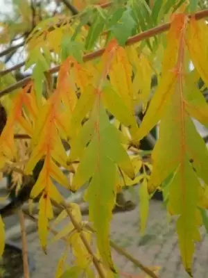 RHUS typhina 'Dissecta' - image 3