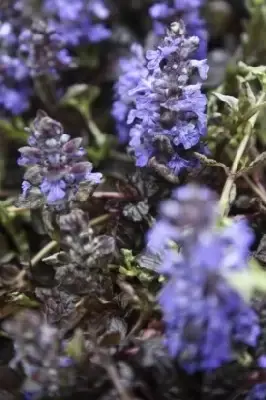 AJUGA reptans 'Black Scallop' - image 3