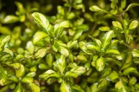 COPROSMA 'Lemon & Lime' - image 2