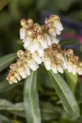 PIERIS 'Forest Flame' - image 3