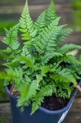 POLYSTICHUM tsussimense - image 2