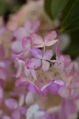 HYDRANGEA paniculata 'Vanille Fraise' - image 3