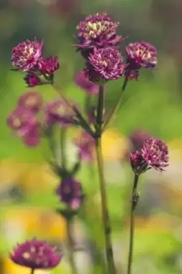 ASTRANTIA major 'Star of Beauty' - image 2