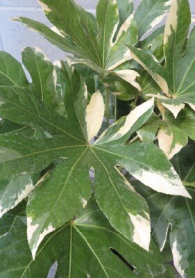 FATSIA japonica 'Variegata' - image 2