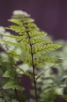 ATHYRIUM otophorum okanum - image 2