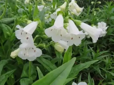 PENSTEMON 'White Bedder' - image 3