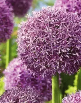 ALLIUM 'Globemaster' - image 2