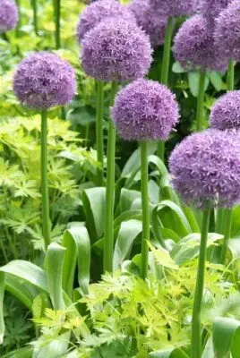 ALLIUM 'Globemaster' - image 3