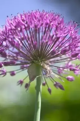 ALLIUM hollandicum 'Purple Sensation' - image 3