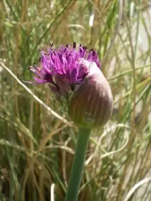 ALLIUM hollandicum 'Purple Sensation' - image 4