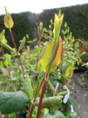 LONICERA x brownii 'Dropmore Scarlet'