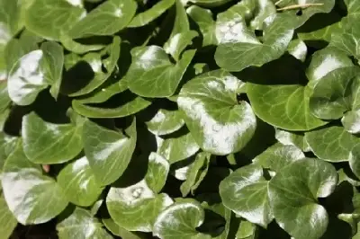 ASARUM europaeum - image 2