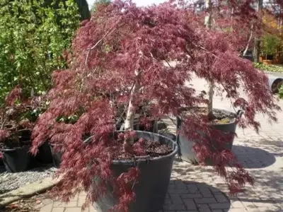 ACER palmatum dissectum 'Garnet' - image 2