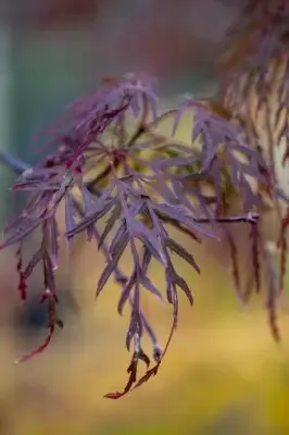 ACER palmatum dissectum 'Garnet' - image 3