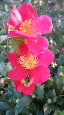 CAMELLIA sasanqua 'Yuletide' - image 2