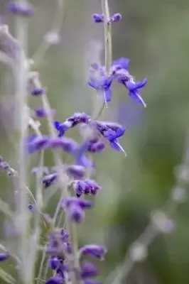 SALVIA 'Little Spire' - image 2