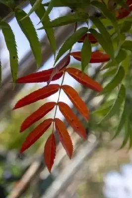 SORBUS ulleungensis 'Olympic Flame' - image 2