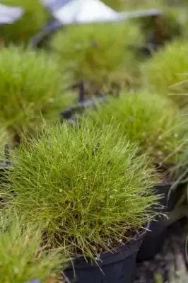 DESCHAMPSIA cespitosa 'Goldschleier' - image 3