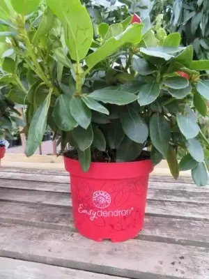 RHODODENDRON 'Brigitte' - image 2