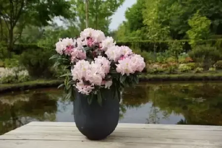 RHODODENDRON 'Brigitte' - image 3