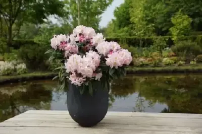 RHODODENDRON 'Brigitte' - image 3