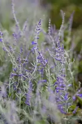 SALVIA 'Little Spire' - image 3